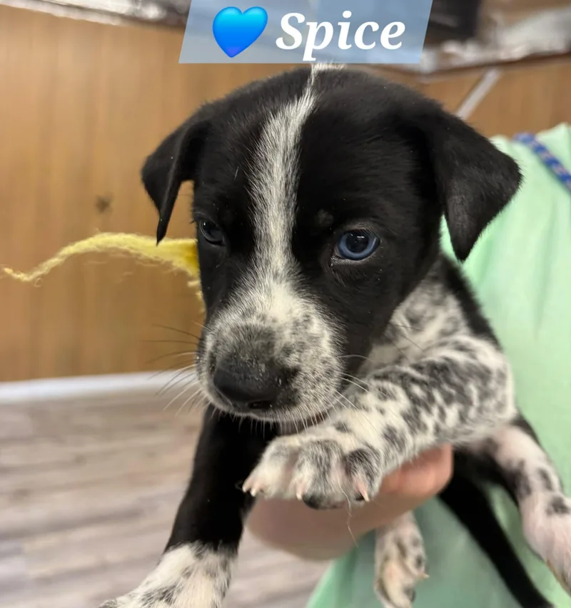 A baby medium-sized male Black Husky dog named Spice for adoption in North Olmsted, OH