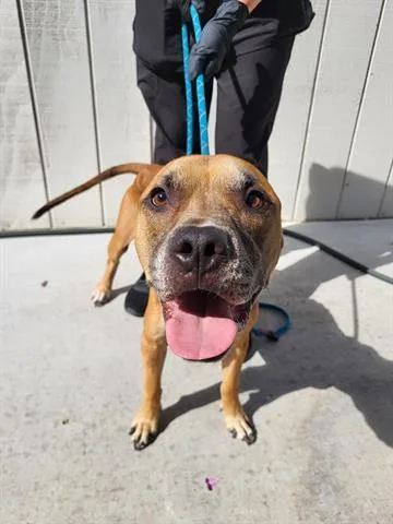 An adult large-sized male Pit Bull Terrier dog named Dexter for adoption in Lathrop, CA