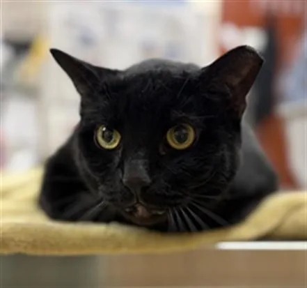 An adult small-sized male Domestic Short Hair cat named Bulgeria for adoption in Aliquippa, PA