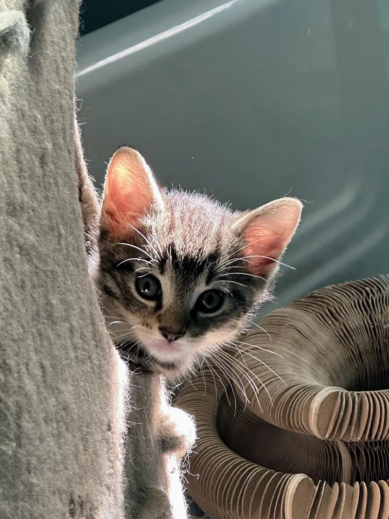 A baby medium-sized male Domestic Short Hair cat named Dill for adoption in Broomall, PA