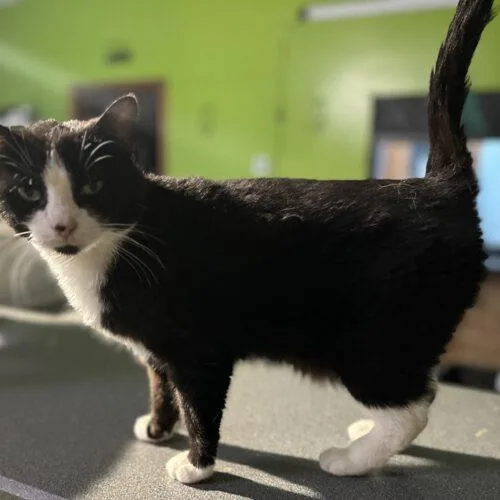 An adult medium-sized female Domestic Short Hair cat named Francesca for adoption in Tipp City, OH