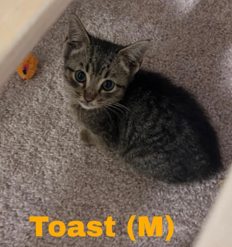 Toast