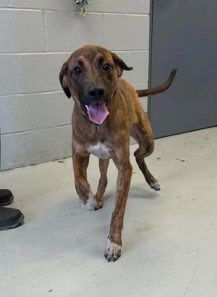 A young medium-sized male Black and Tan Coonhound dog named Tank for adoption in Greenwood, MS