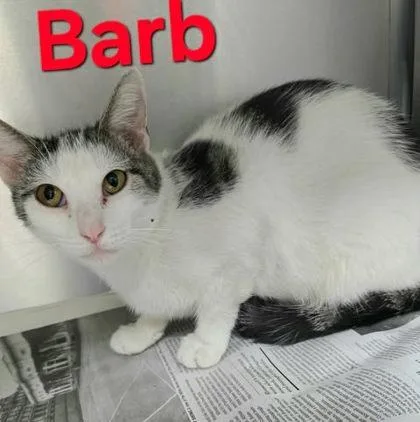 An adult medium-sized female Black & White / Tuxedo Domestic Short Hair cat named Barb for adoption in Sullivan, IN