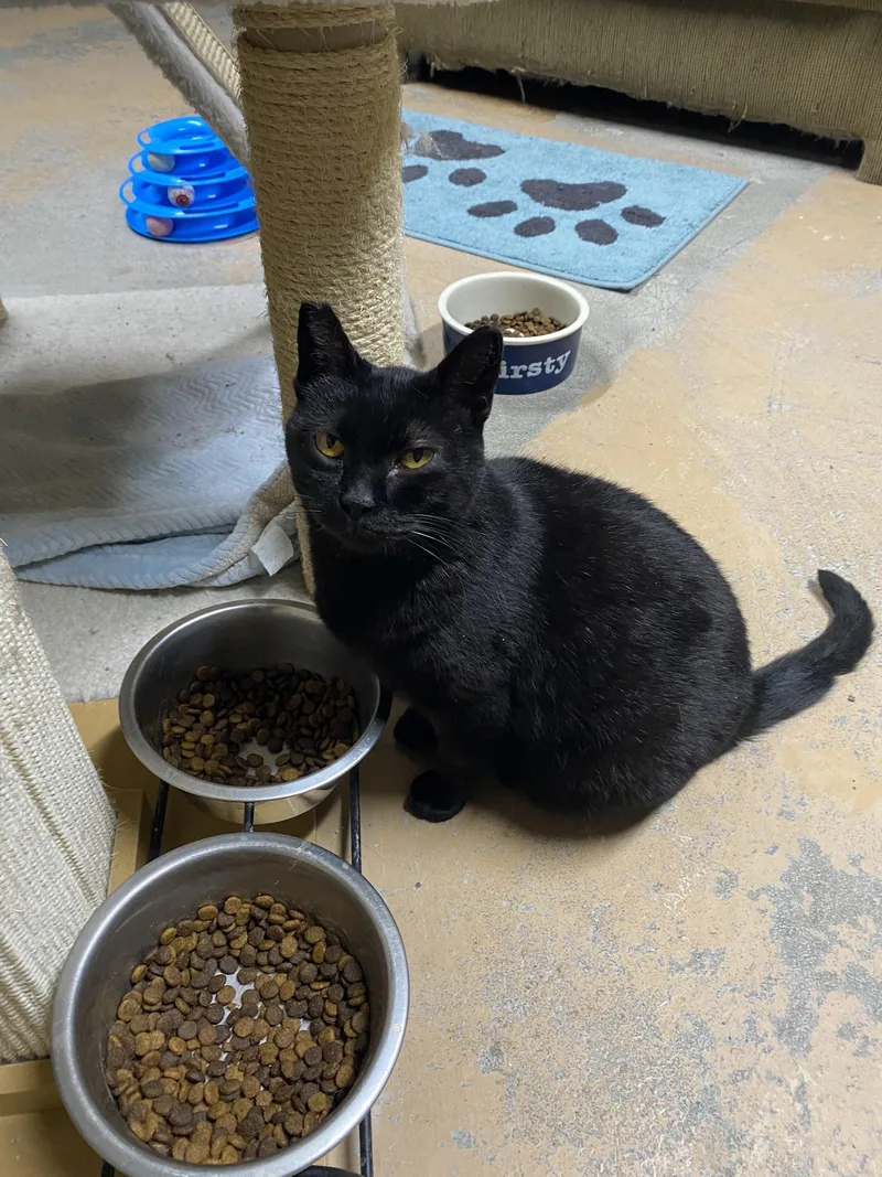 A young medium-sized female Calico cat named Pickles & Yosha for adoption in New Richmond, WI