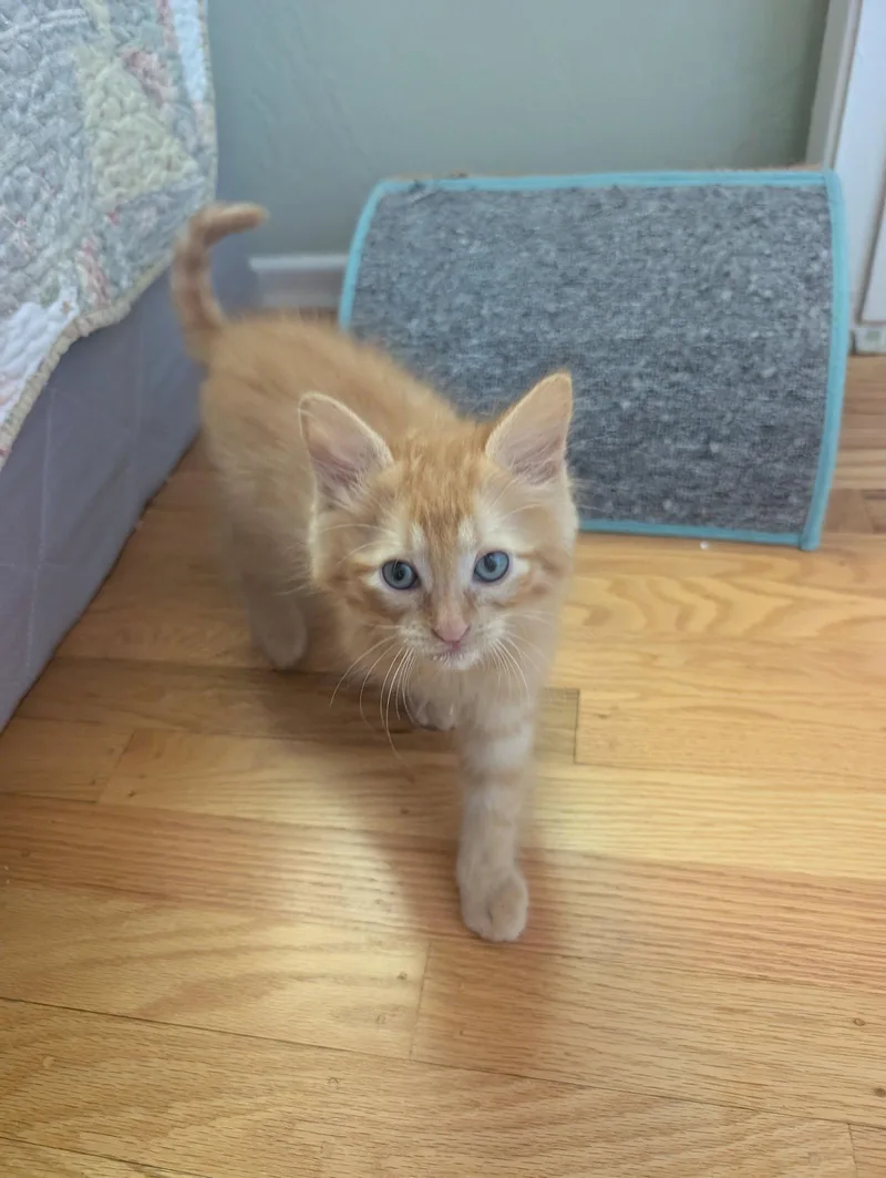 A young medium-sized male Orange / Red Domestic Medium Hair cat named Colby for adoption in Davis, CA