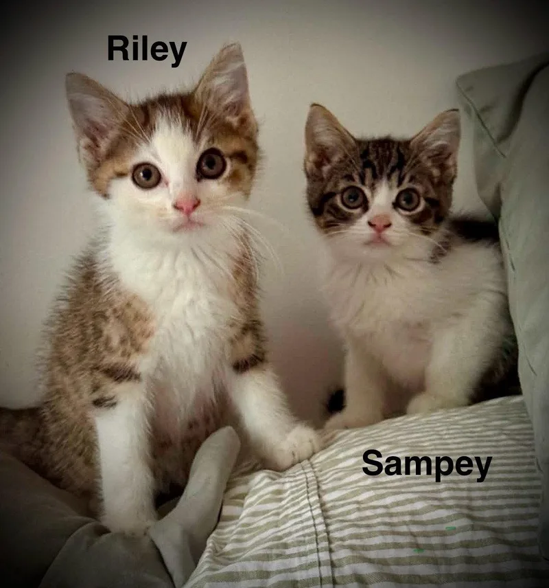 A baby small-sized male Domestic Short Hair cat named Riley & Sampey C for adoption in Saunderstown, RI