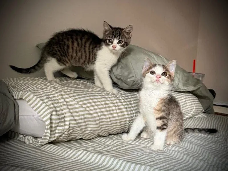 Riley & Sampey C thumbnail 2