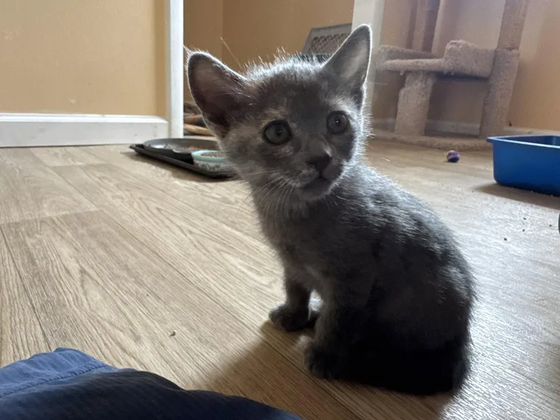 A baby medium-sized female Dilute Tortoiseshell cat named Hannah for adoption in Williamsburg, NM
