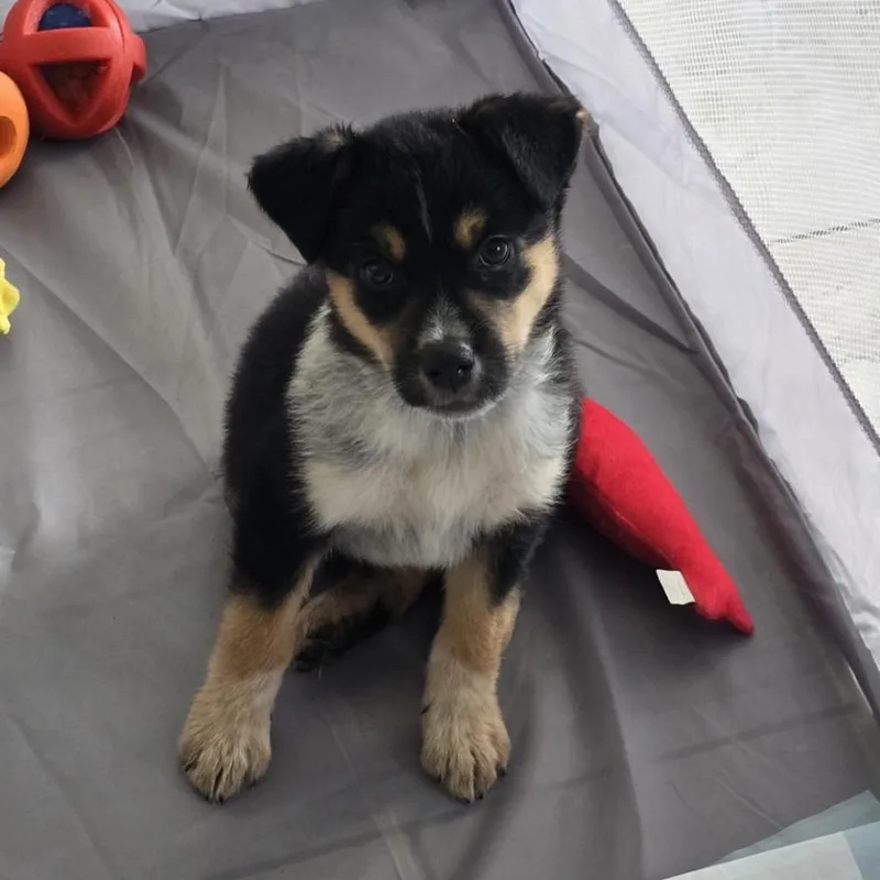 A baby medium-sized female Black Cattle Dog dog named Wombat for adoption in San Antonio, TX