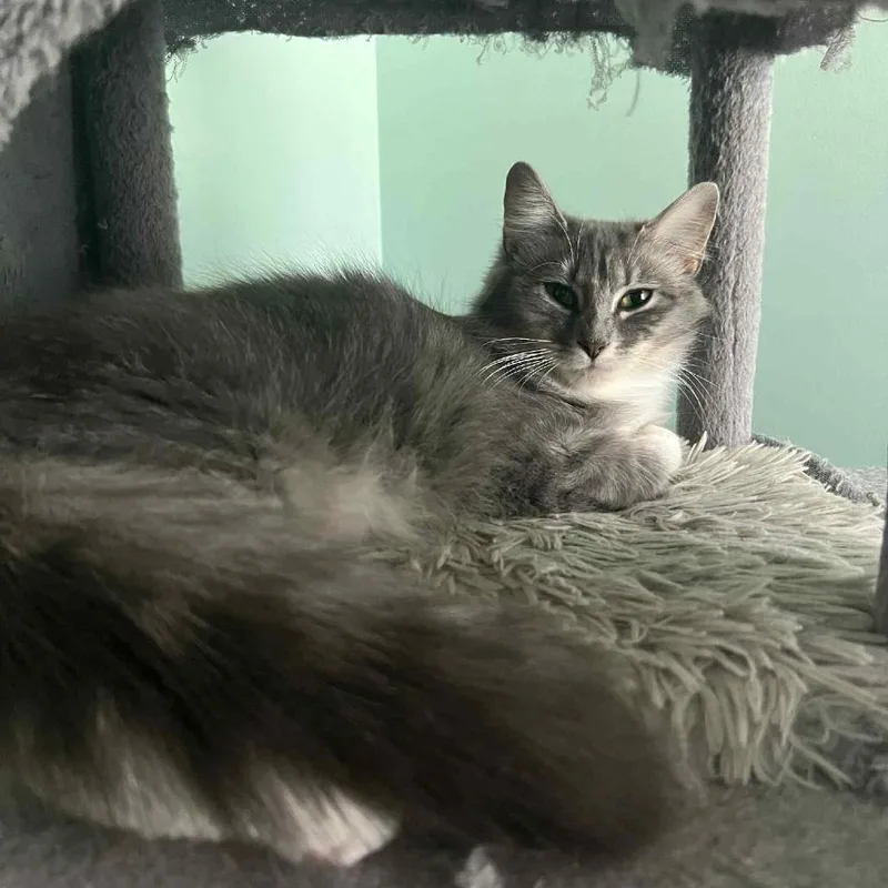 An adult medium-sized female Gray / Blue / Silver Domestic Medium Hair cat named Lemon for adoption in Brownsboro, AL