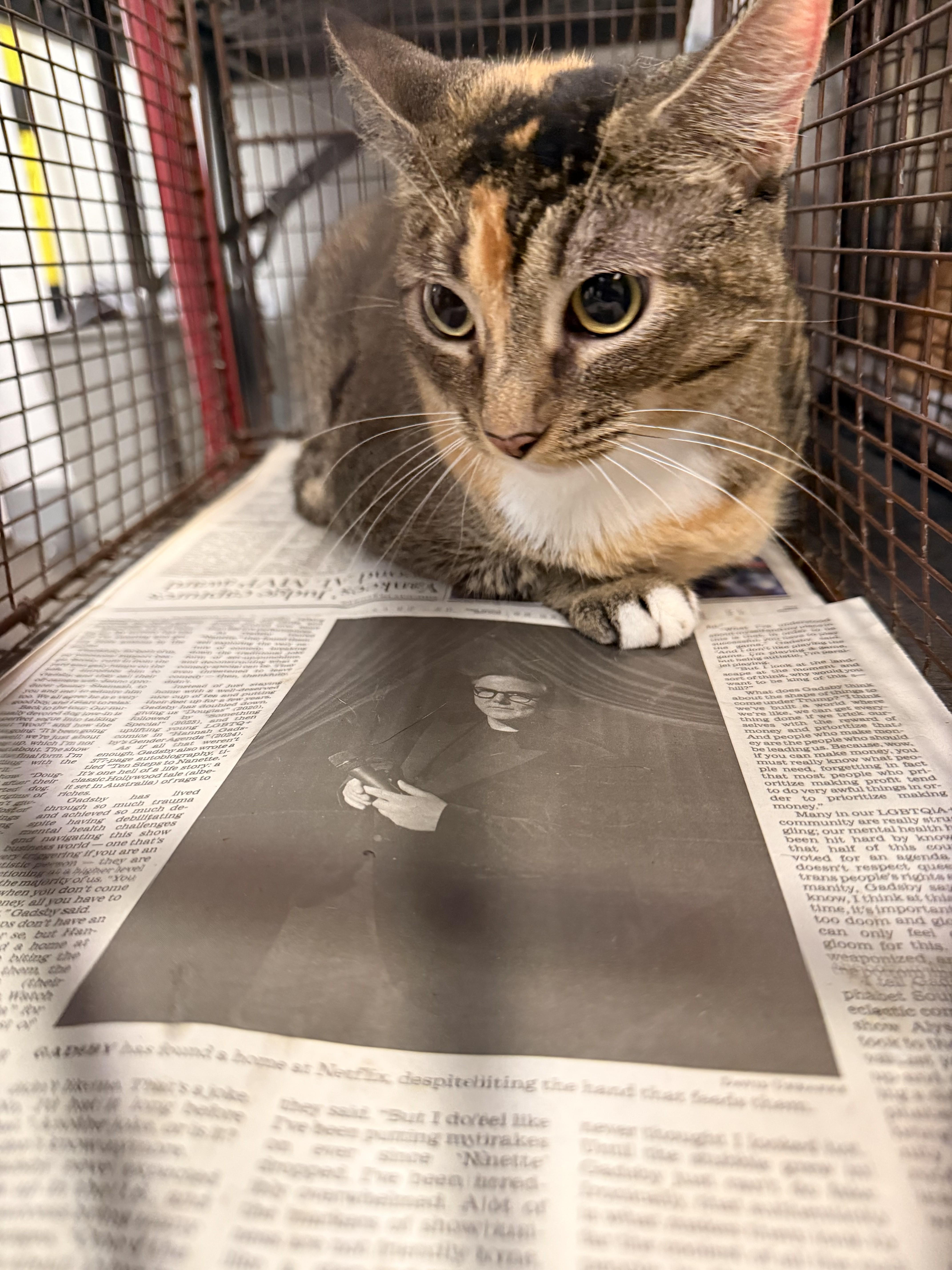 An adult extra large-sized female Domestic Short Hair cat named Blacky for adoption in Los Angeles, CA
