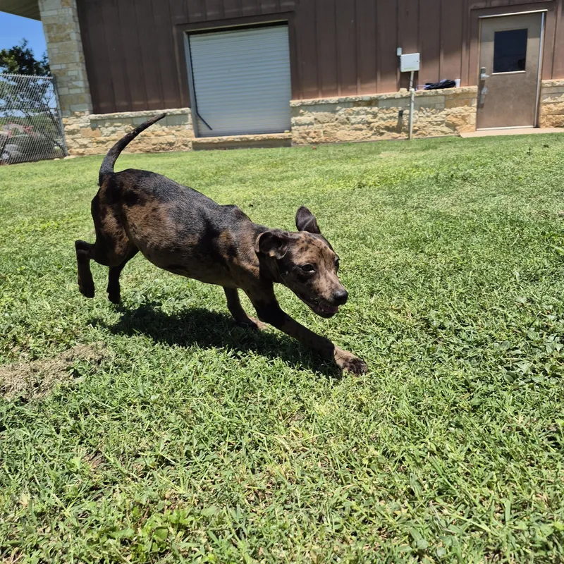A young medium-sized female Catahoula Leopard Dog dog named Nebula for adoption in Schertz, TX