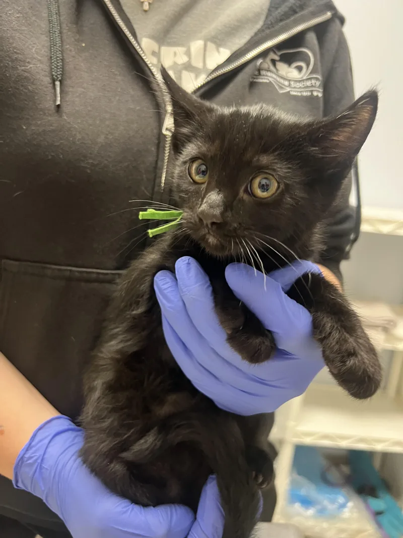 A baby small-sized male Domestic Short Hair cat named Bernie for adoption in Chico, CA