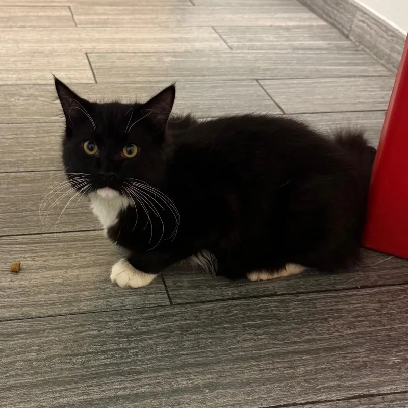 A baby medium-sized male Black Domestic Medium Hair cat named Moustache for adoption in Jacksonville, FL