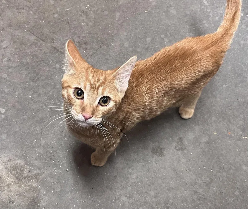 A young medium-sized male Orange / Red Domestic Short Hair cat named Ryan for adoption in Scottsdale, AZ