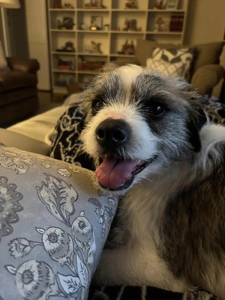 An adult medium-sized male Terrier dog named Tommy Shiela for adoption in Boston, MA