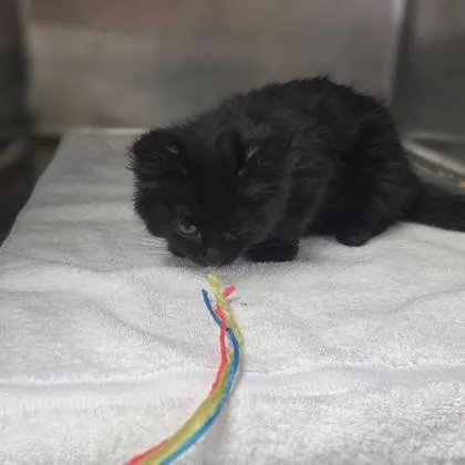 A baby small-sized female Domestic Long Hair cat named Bananagrams for adoption in Westland, MI