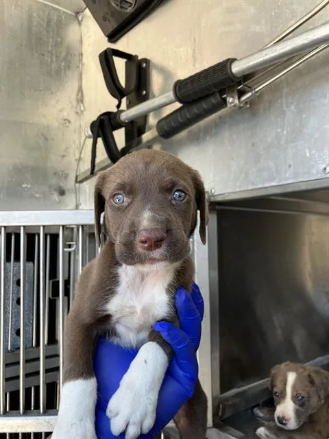 A baby large-sized female Mixed Breed dog named Mable for adoption in Dallas, TX