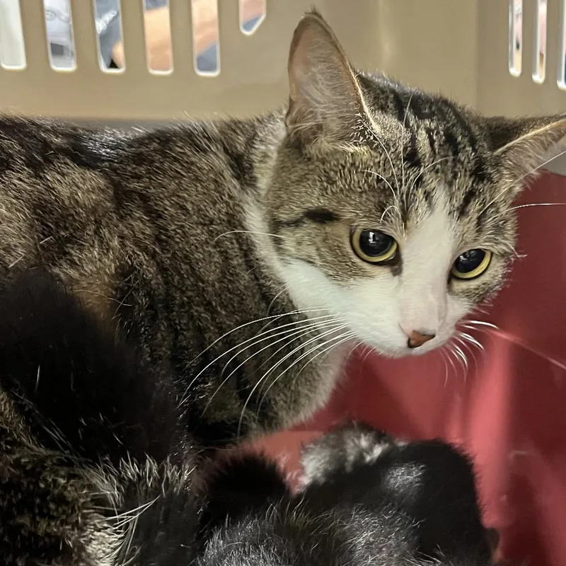 An adult medium-sized female White Domestic Short Hair cat named Snow White for adoption in Tampa, FL