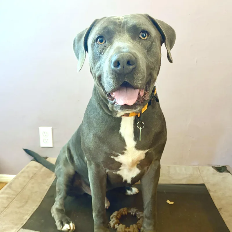 A young large-sized male Gray / Blue / Silver Pit Bull Terrier dog named Kenny Loggins for adoption in Los Angeles, CA