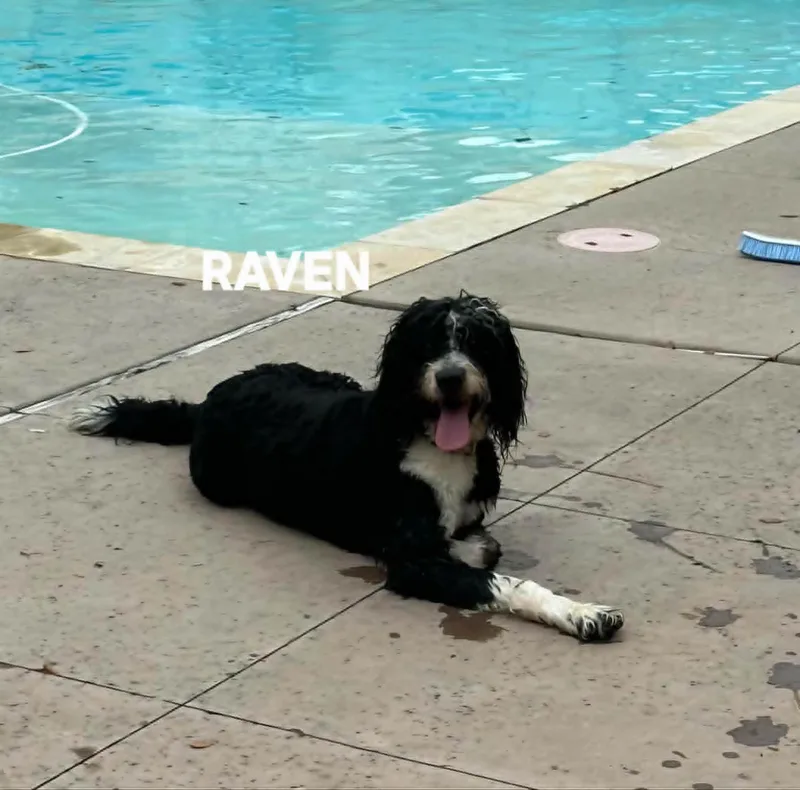 An adult medium-sized female Shepherd dog named Tory Raven And for adoption in Media, PA
