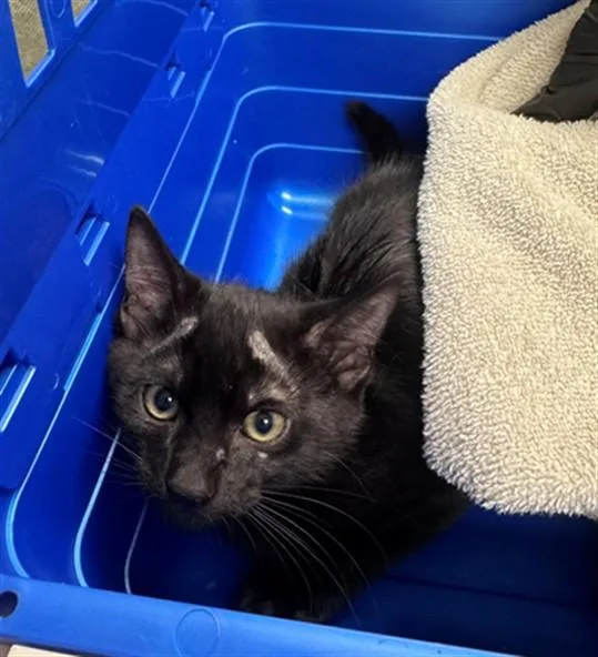 A baby small-sized male Domestic Short Hair cat named Chip for adoption in Ontario, CA