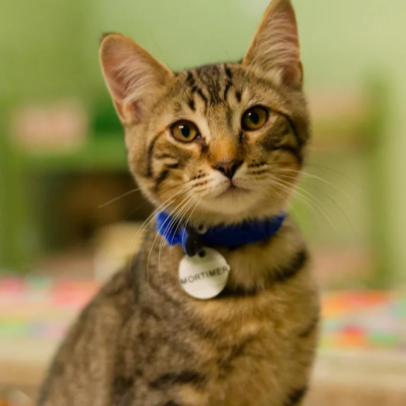 Mortimer thumbnail 6