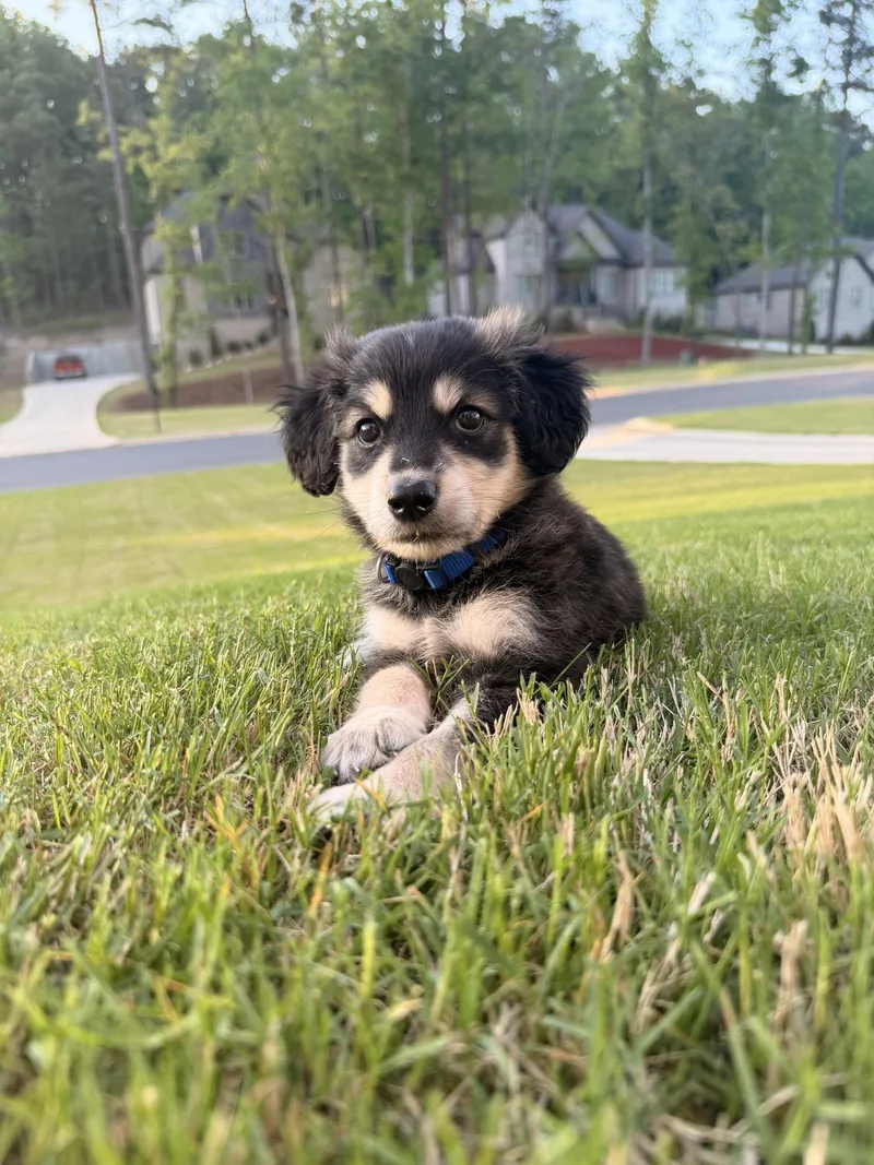 A baby medium-sized male Yellow / Tan / Blond / Fawn Sheepadoodle dog named Ryan for adoption in Pelham, AL