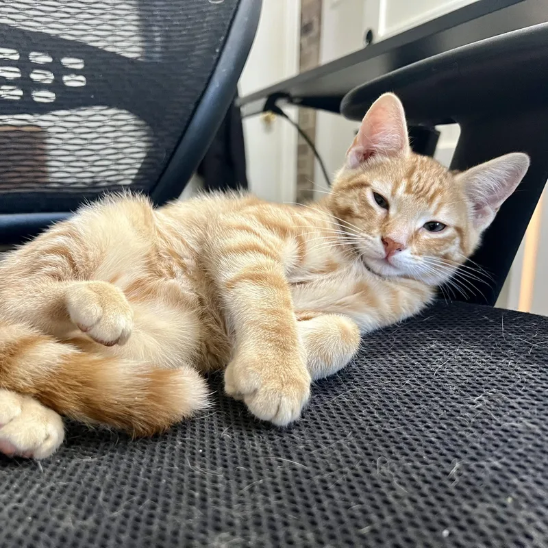 A baby small-sized male Tabby (Orange / Red) Domestic Short Hair cat named Danuk for adoption in Richmond, VA