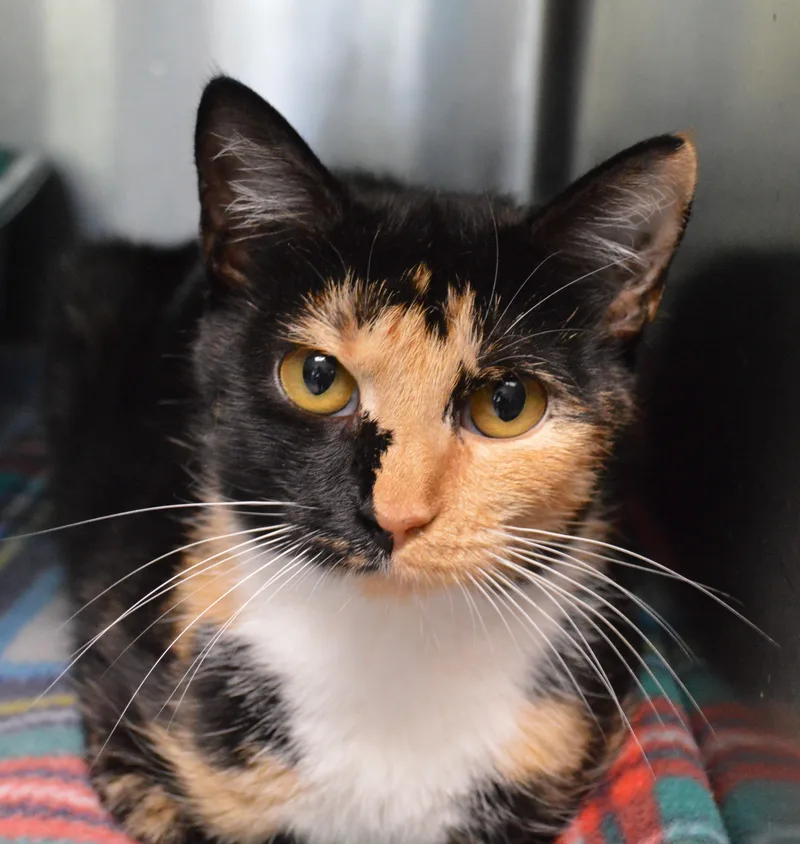 A young medium-sized female Tortoiseshell Domestic Short Hair cat named Rodeo Dr. for adoption in House Springs, MO