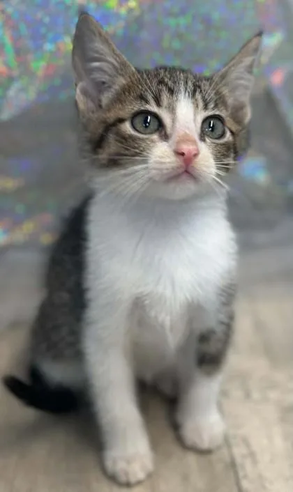 A baby small-sized male Domestic Short Hair cat named Dragonfly for adoption in Shreveport, LA