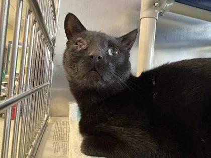 An adult medium-sized male Domestic Short Hair cat named Wazowski for adoption in Lowell, MA