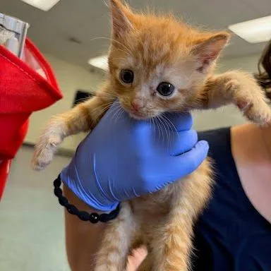 A baby small-sized male Orange / Red Domestic Short Hair cat named Skedaddle for adoption in Charlottesville, VA