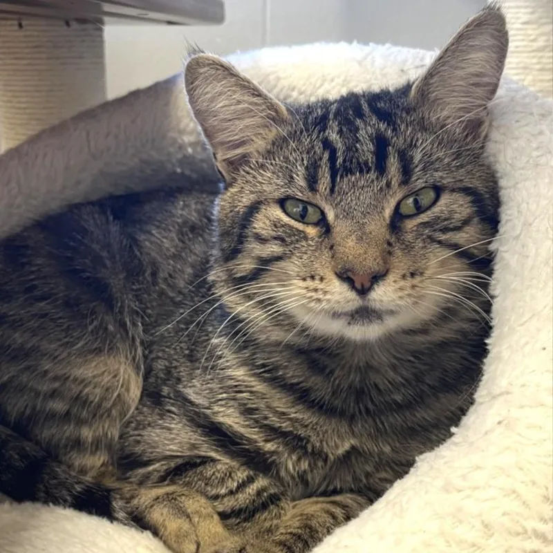 An adult medium-sized male Domestic Short Hair cat named NCI Fabio for adoption in Port Washington, NY
