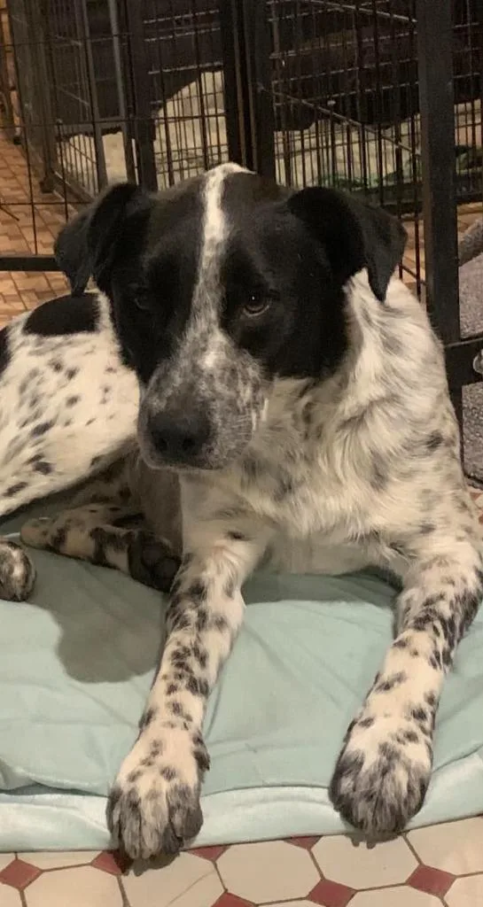 Fuzz Aka Fuzzly thumbnail 2