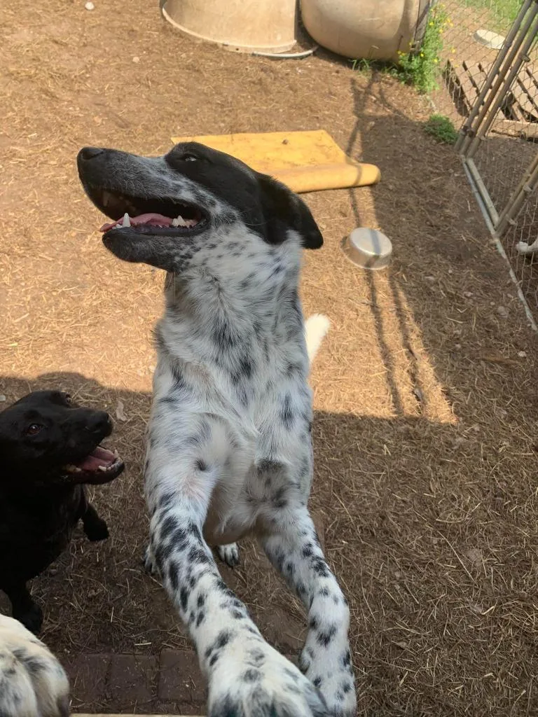 Fuzz Aka Fuzzly thumbnail 3