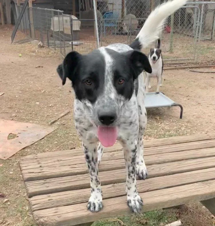 Fuzz Aka Fuzzly thumbnail 4