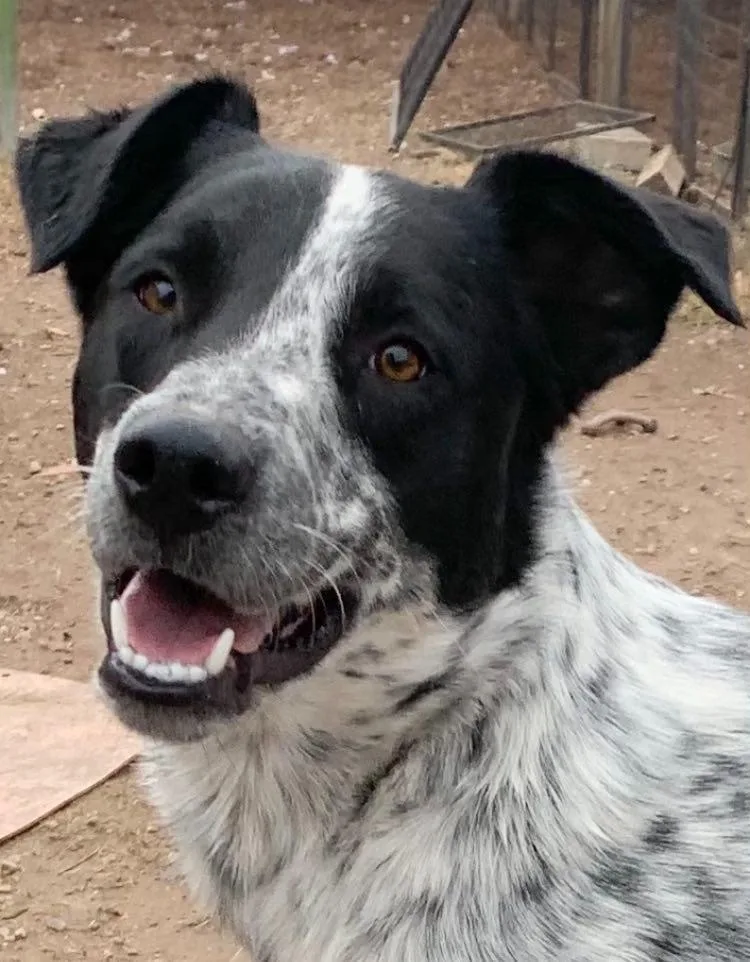 Fuzz Aka Fuzzly thumbnail 6