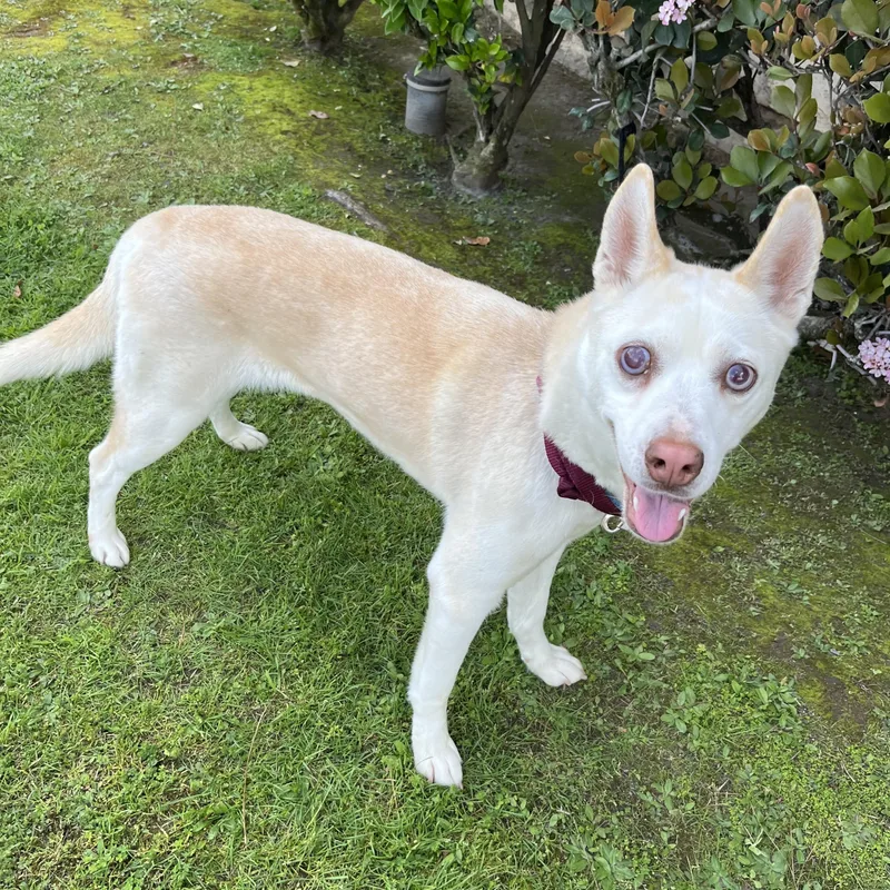 An adult medium-sized female Klee Kai dog named Ivory for adoption in Bellflower, CA