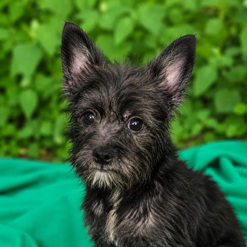 A baby medium-sized male Black Miniature Schnauzer dog named Aston Martin for adoption in Brookeville, MD