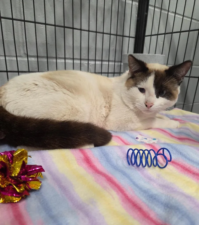 An adult medium-sized male Siamese cat named Elliot for adoption in Muskegon, MI