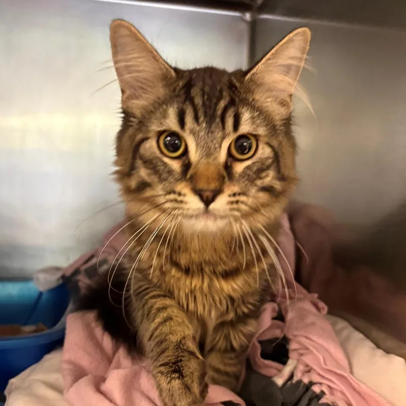 A baby small-sized male Brown / Chocolate Domestic Long Hair cat named Jasper for adoption in Chehalis, WA