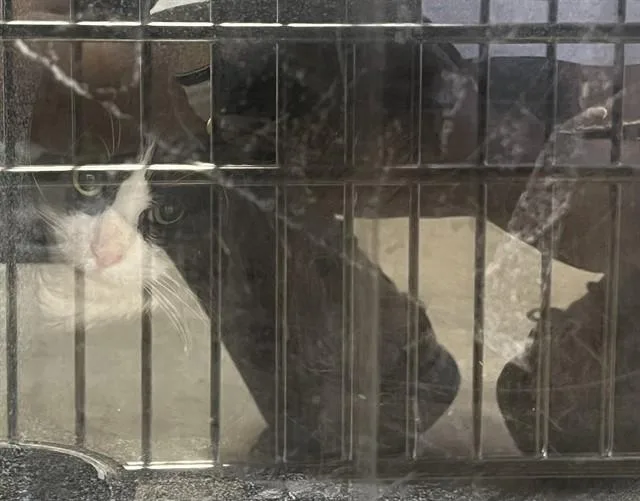 An adult small-sized male Domestic Long Hair cat named Relish for adoption in Upper Marlboro, MD