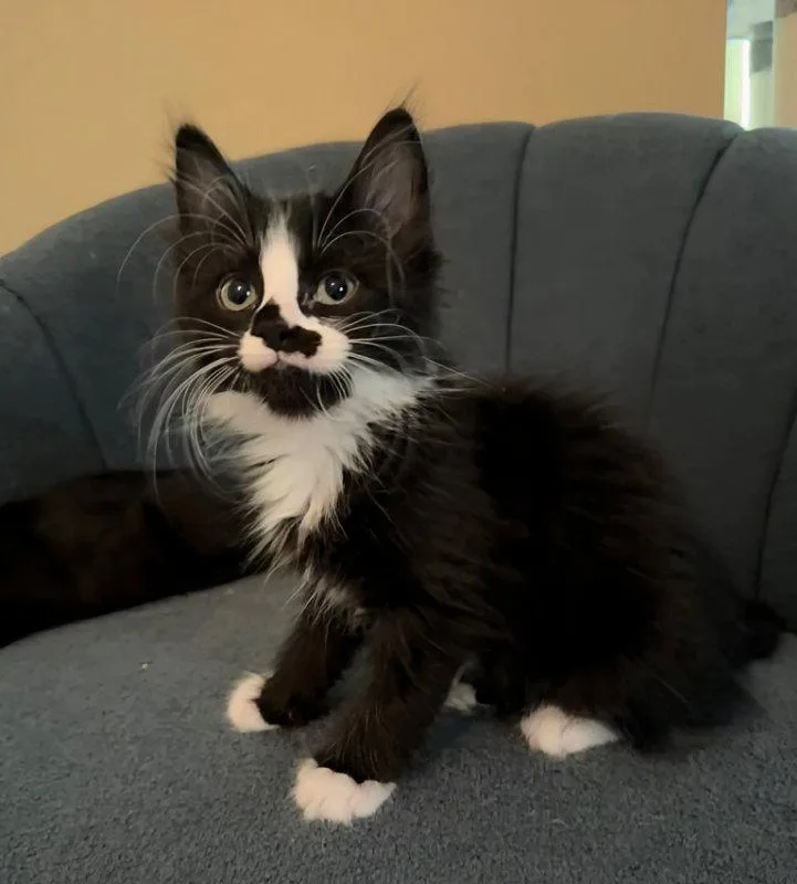 A young medium-sized female Black & White / Tuxedo Domestic Long Hair cat named Mopsy for adoption in Knoxville, TN