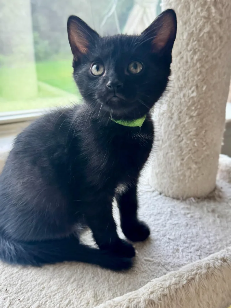 A baby medium-sized male Black Domestic Short Hair cat named Ginger for adoption in Rossville, TN