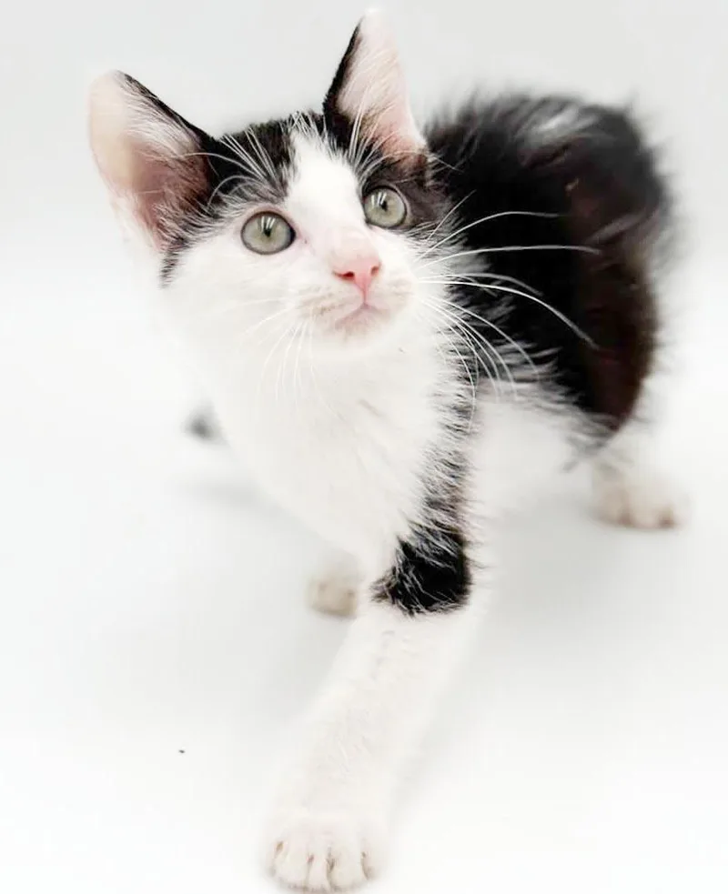 Pablo will fill your thumbnail 2