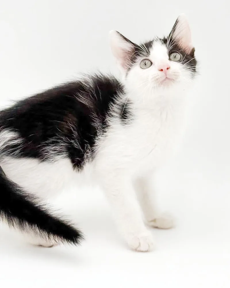 Pablo will fill your thumbnail 4