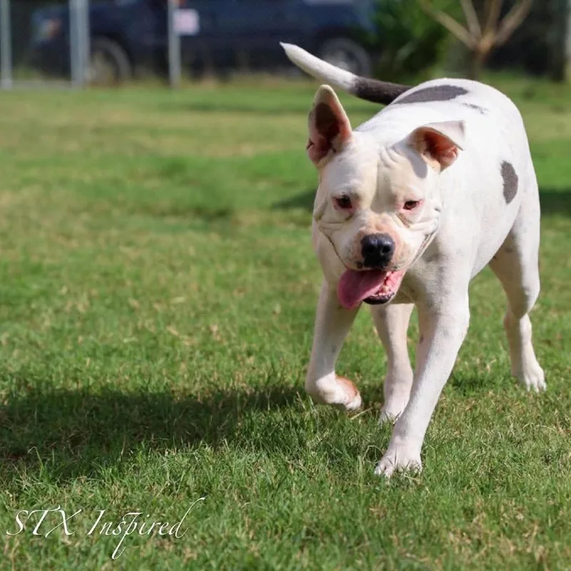 An adult medium-sized male White / Cream Mixed Breed dog named Bam Bam for adoption in Frederiksted, VI