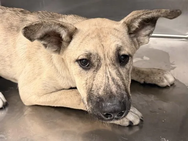 A baby small-sized male Pit Bull Terrier dog named Banana for adoption in Tucson, AZ